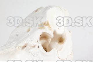 Skull photo reference 0025